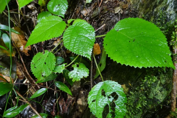 Dendrocnide moroides / wikipedia.org nuotr.
