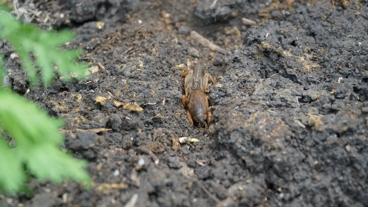 Kurkliai naikina augalus