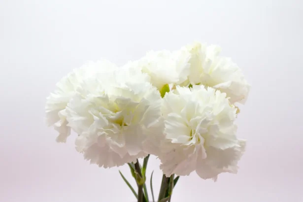 Shutterstock 1671350737