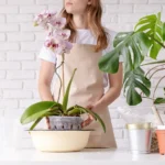 Ką daryti su orchidėja birželį