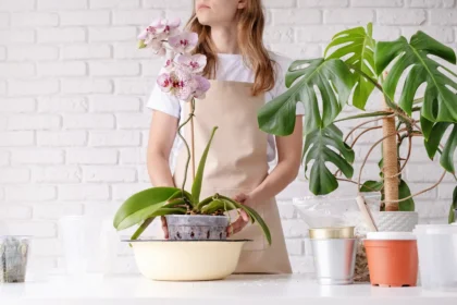 Ką daryti su orchidėja birželį
