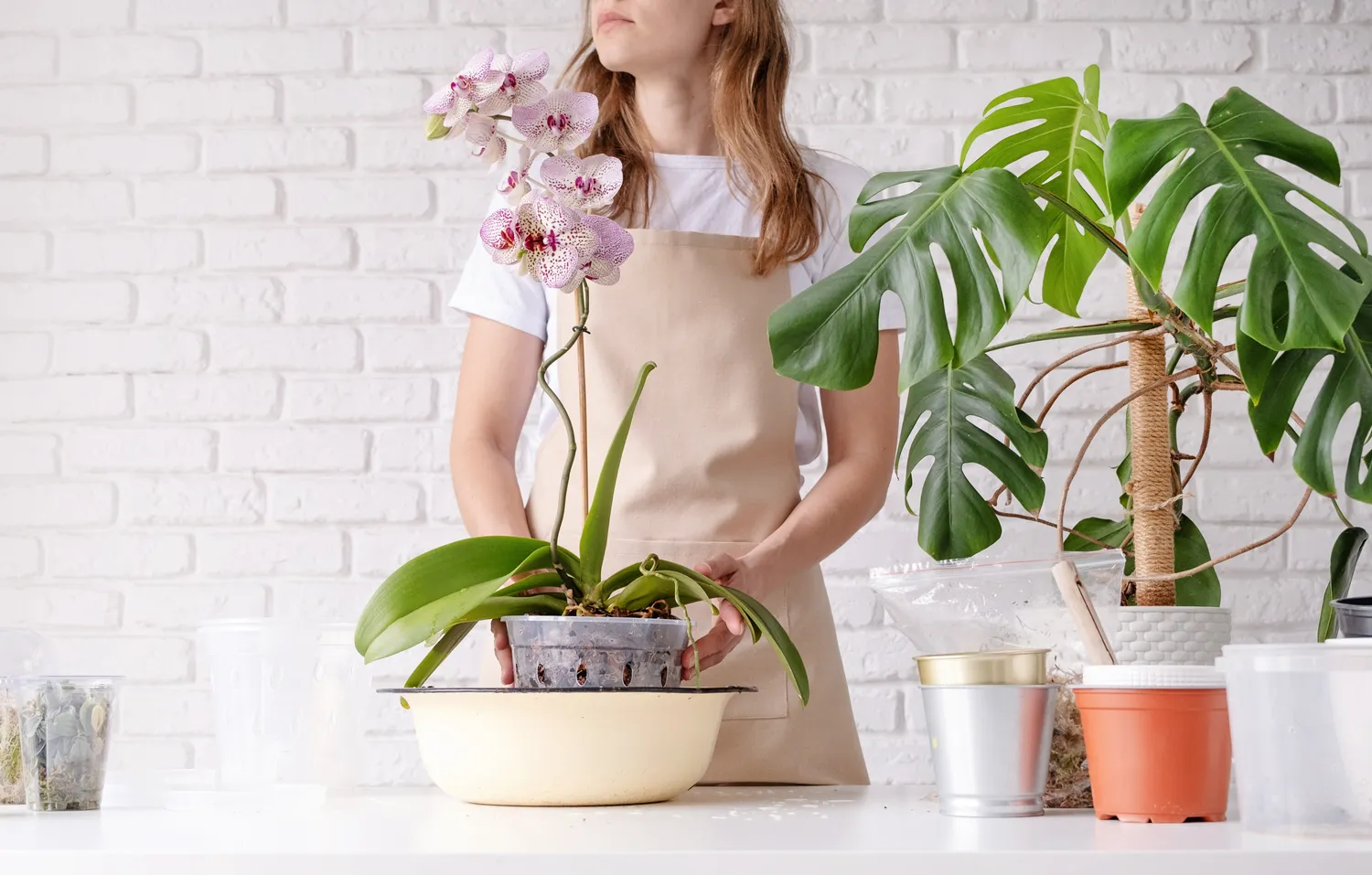 Ką daryti su orchidėja birželį