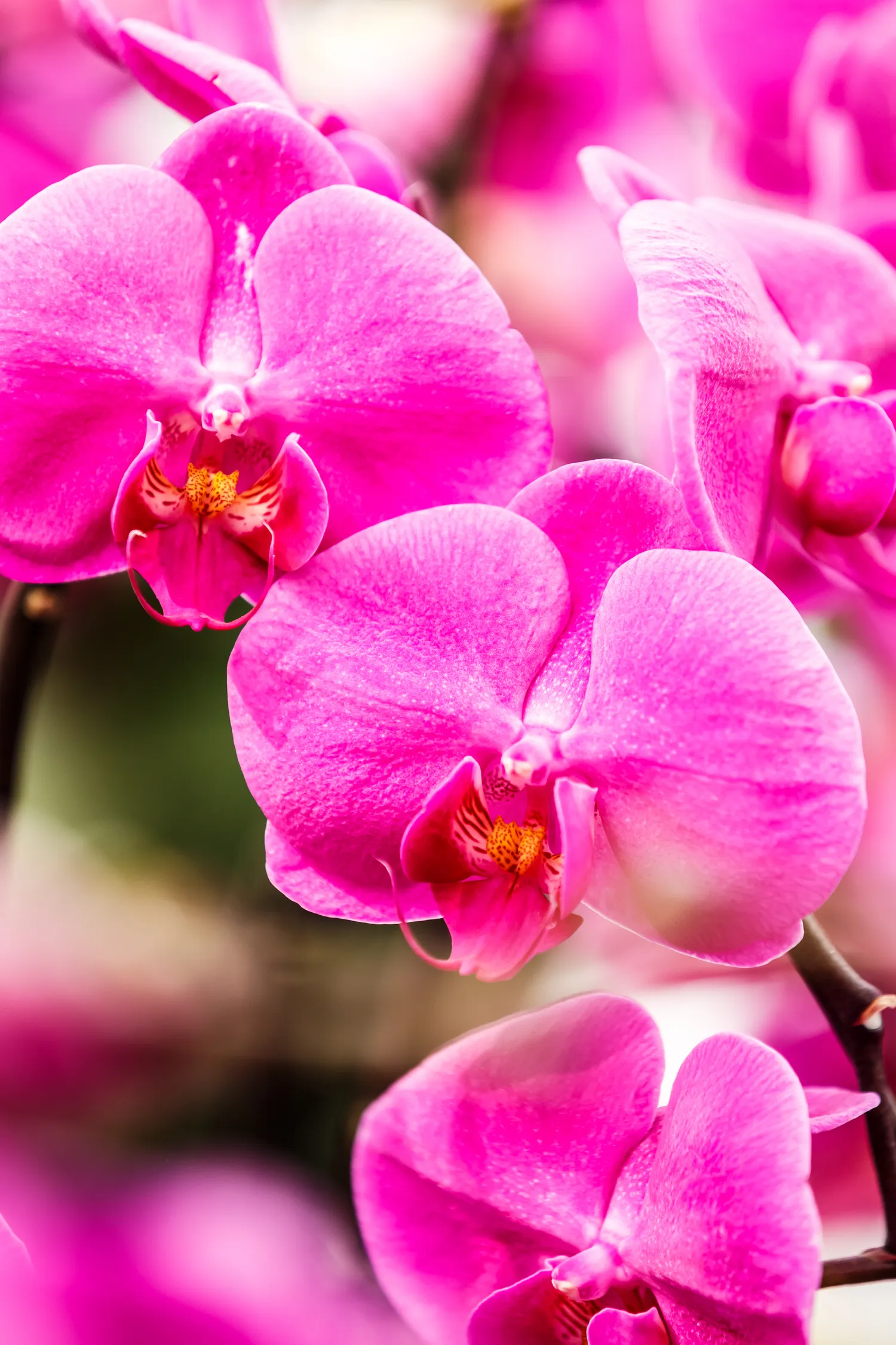 Orchidėja gausiai žydi tada, kai gauna tai, ko jai iš tikrųjų reikia