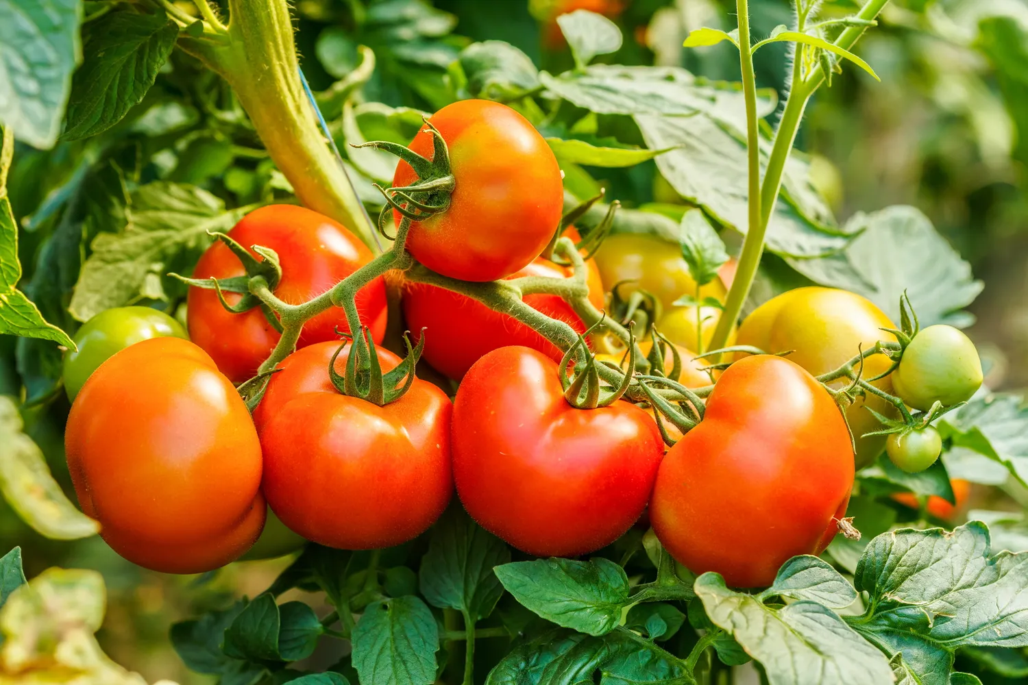 Pomidorus gali išgelbėti stabili ir tinkama priežiūra