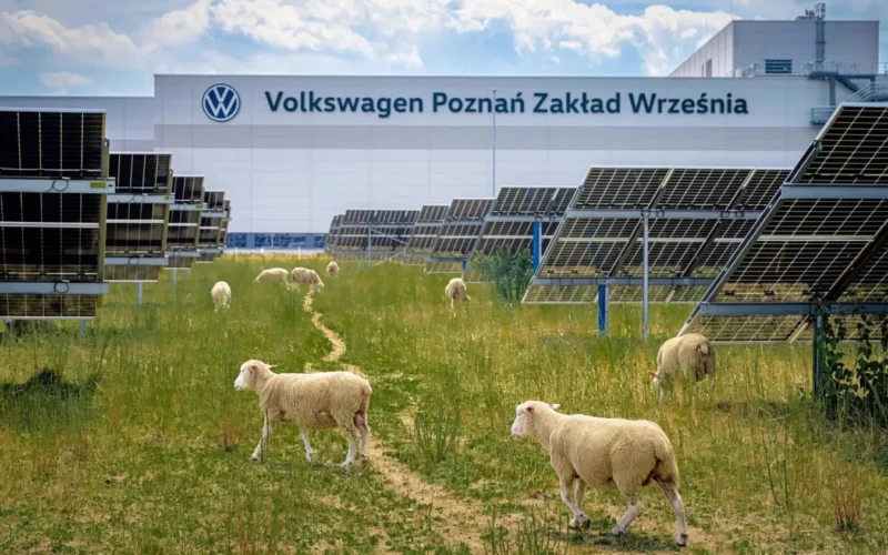 Avių bandos