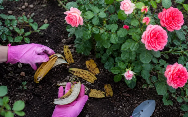 Taip panaudotos bananų žievelės tampa ne atlieka, o naudingu priedu stipresniam ir gražiau žydinčiam rožynui