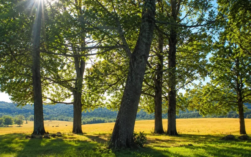 Vėl sulauksime šilumos