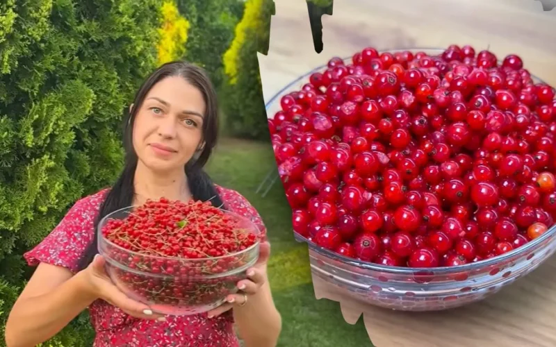 Kur dėti serbentus?