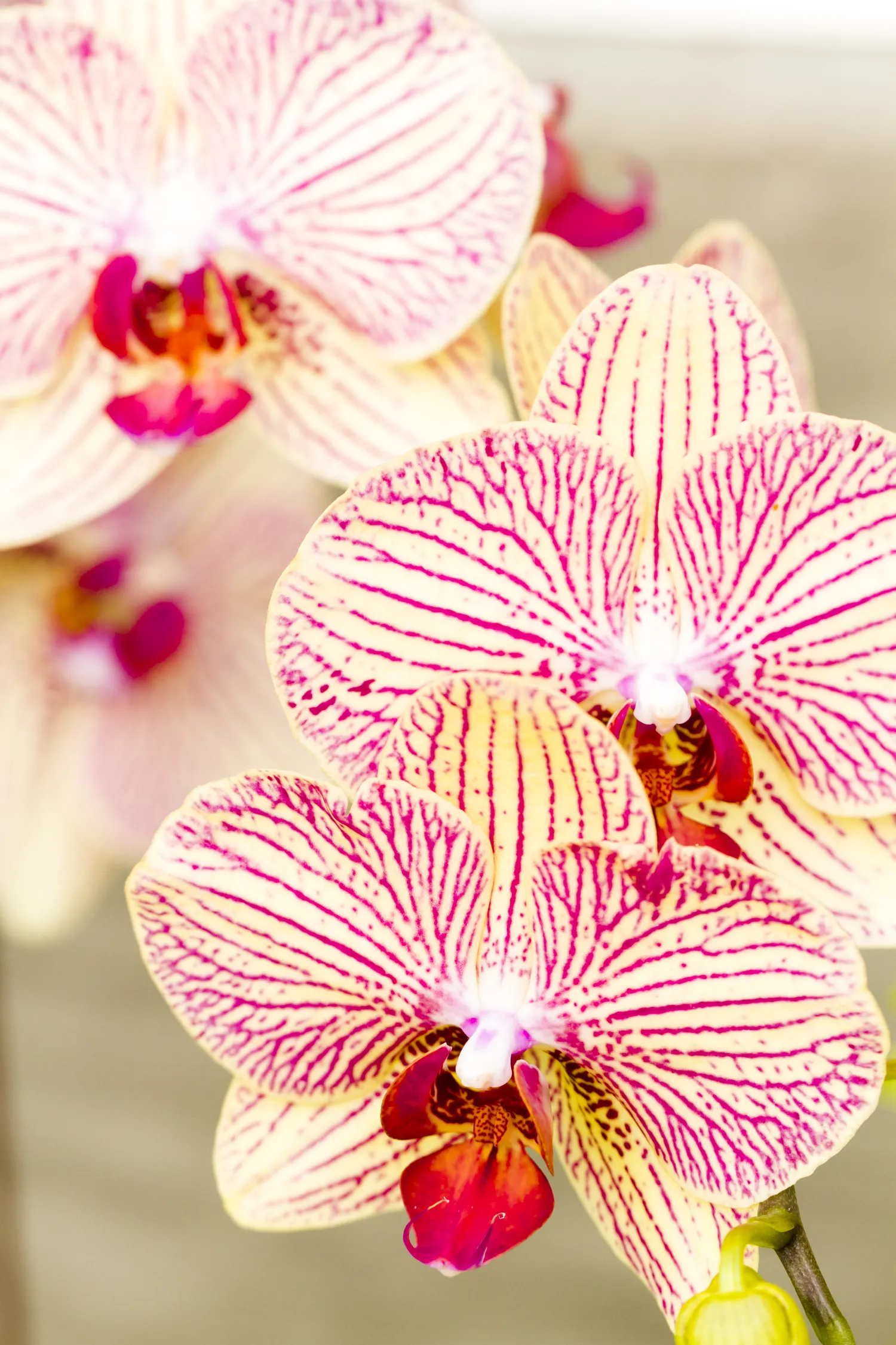 Česnakas orchidėjoms naudingas tik tada, kai naudojamas retai, silpnai ir tikslingai