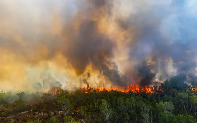 Forest fire smoke