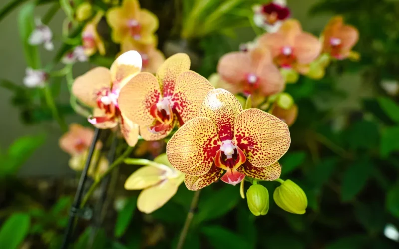 Natūralių trąšų dėka orchidėjos žydi daug gausiau