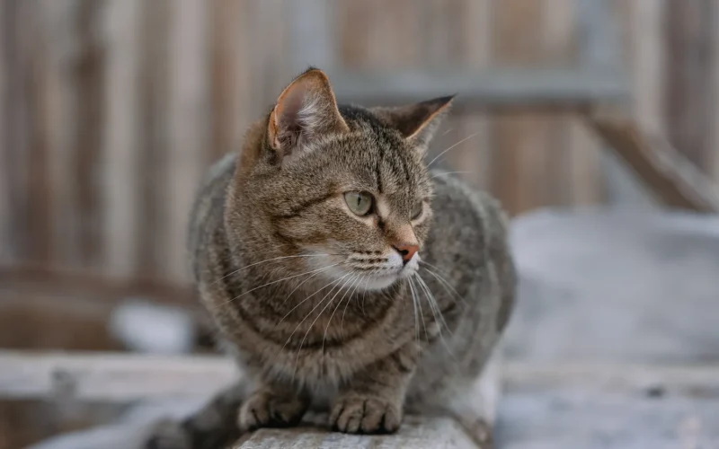 Katės ūsai