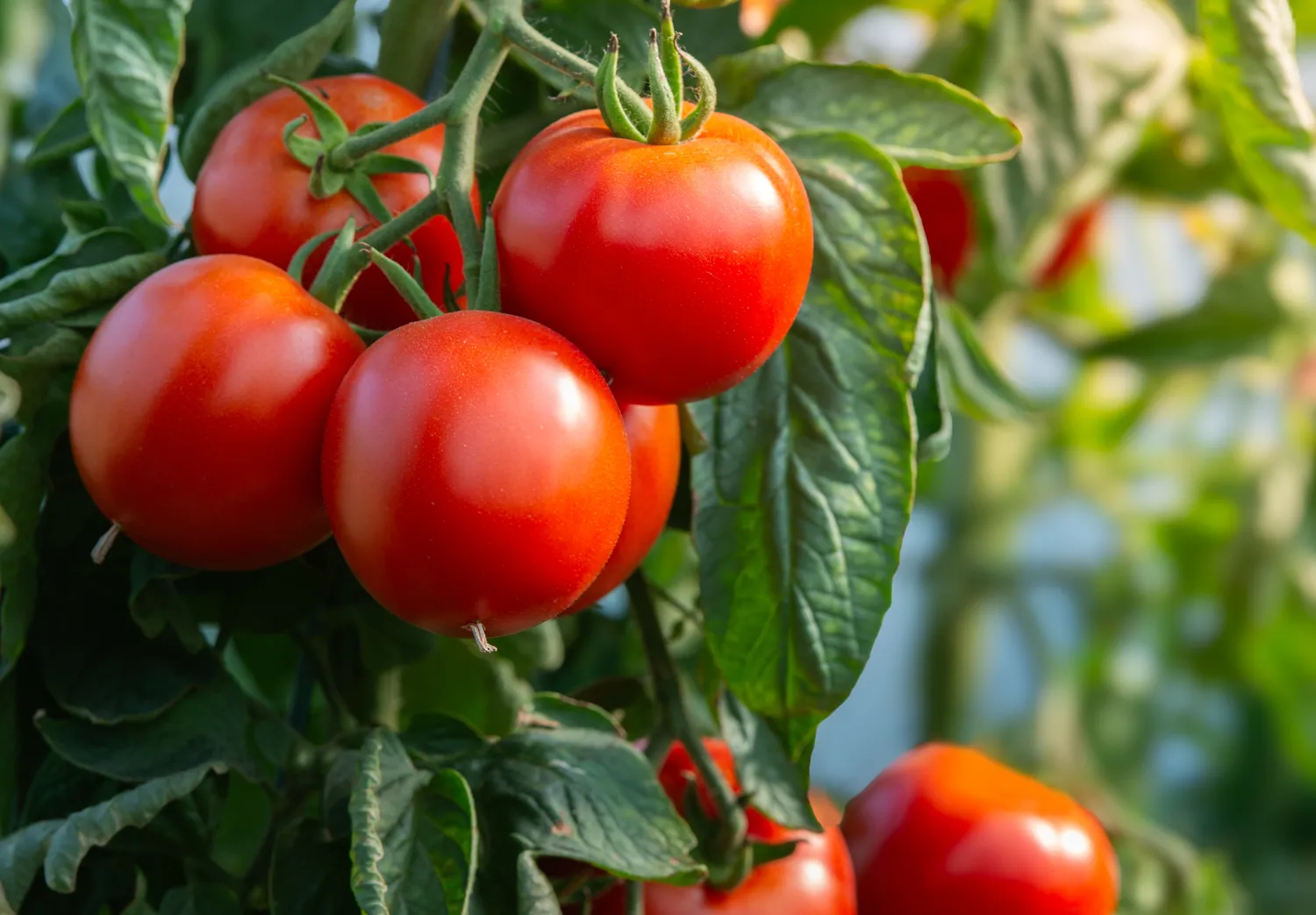 Pomidorai nėra patys tinkamiausiai agurkų kaimynai