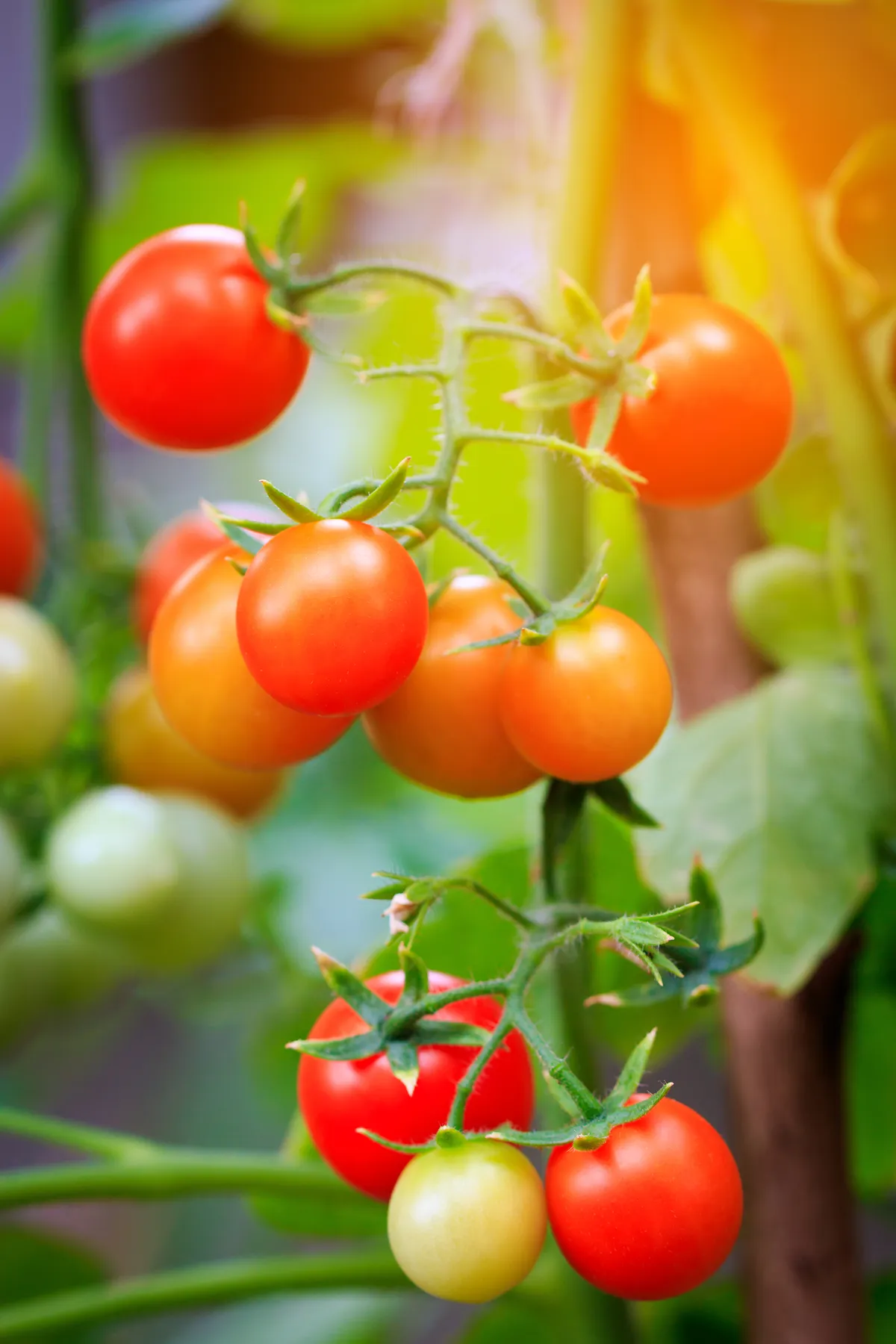 Pomidorus patariama genėti sausą ir šiltą rytą