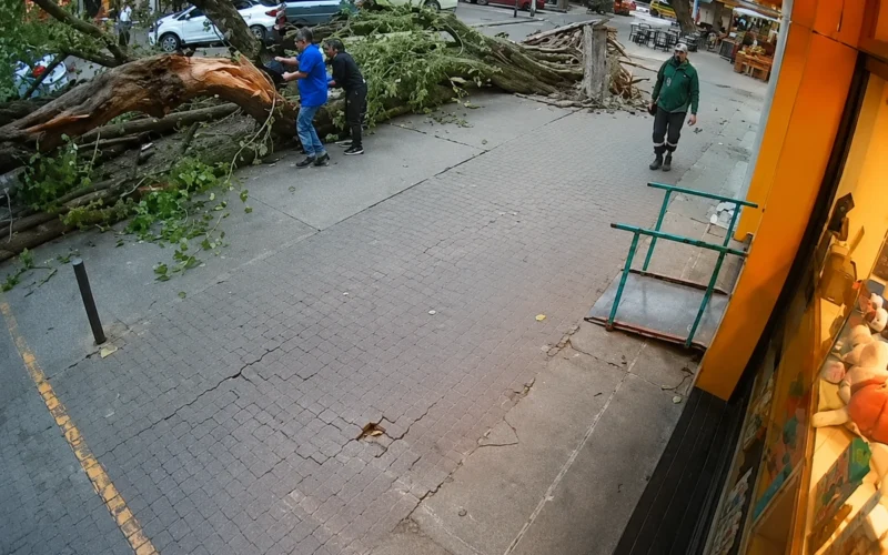 Nuvirto medis ir elektros stulpas