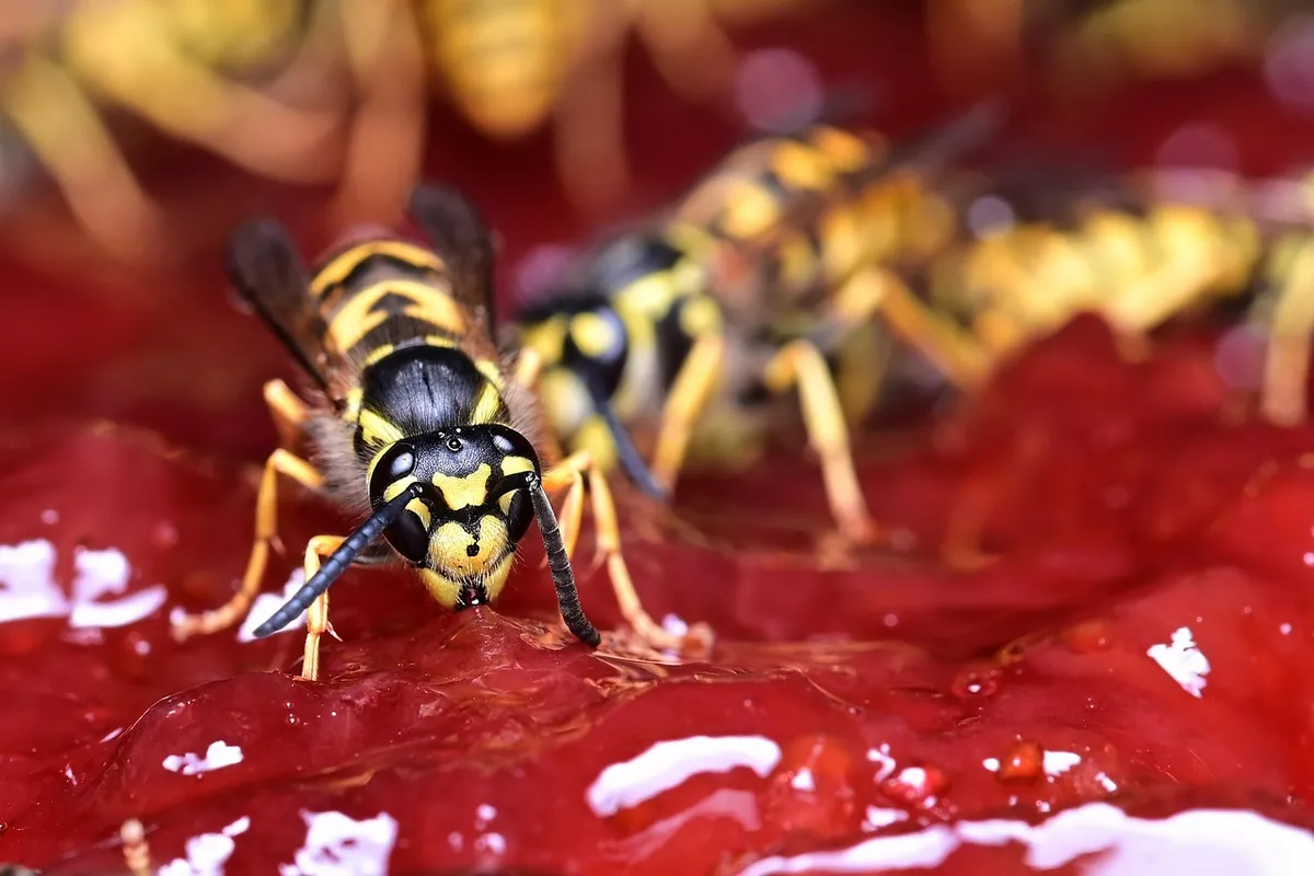 Vapsvos rugpjūtį puola obuolius ir limonadą ant stalo: kodėl jų staiga tiek daug ir ko jos iš tikrųjų ieško