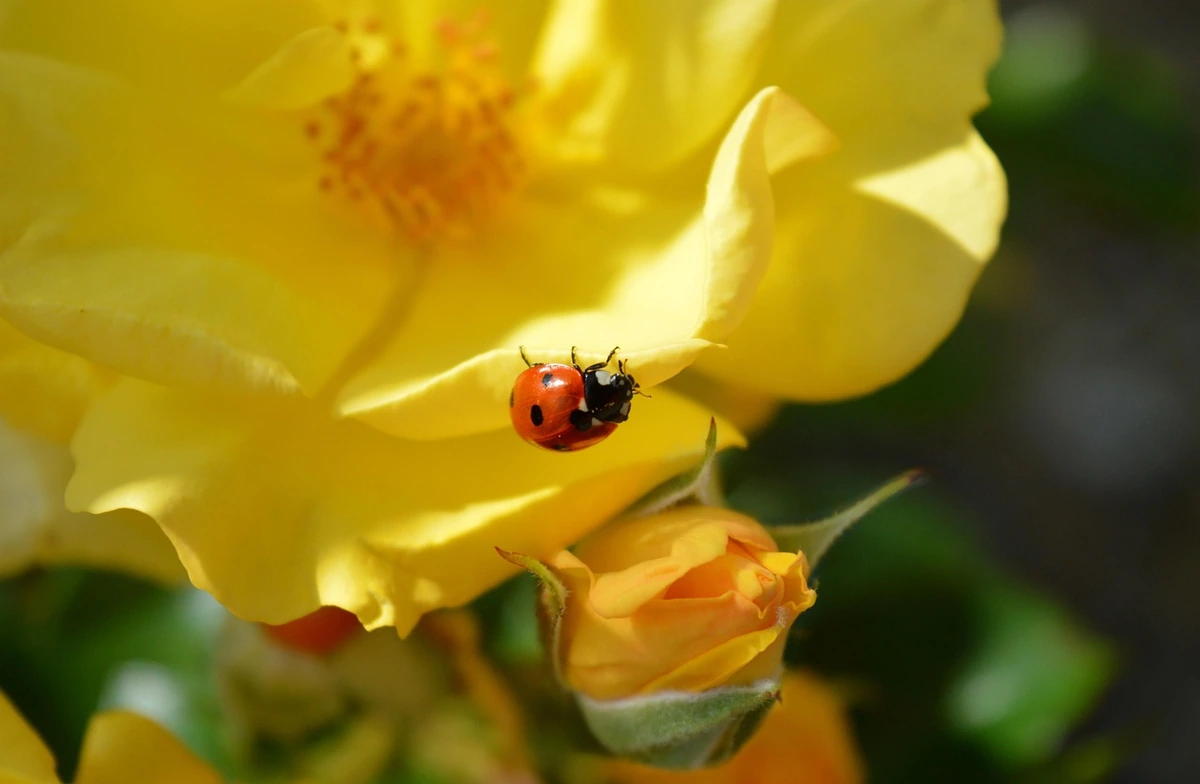 Amarai ant rožių atsiranda per naktį, tačiau juos galima sustabdyti be chemijos