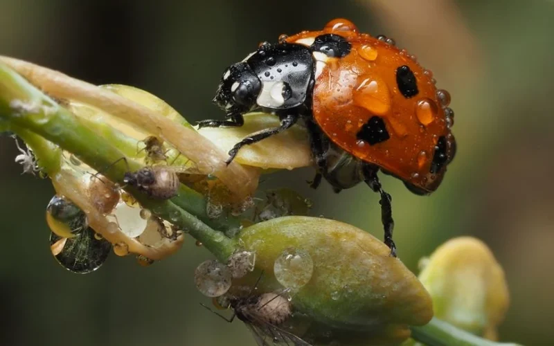 Amarai ant rožių atsiranda per naktį, tačiau juos galima sustabdyti be chemijos