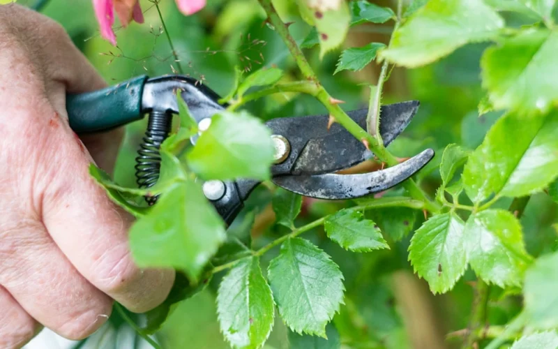 Rozes noziedēja agrāk nekā parasti: ko darīt tagad, lai tās vēl pārsteigtu rudenī