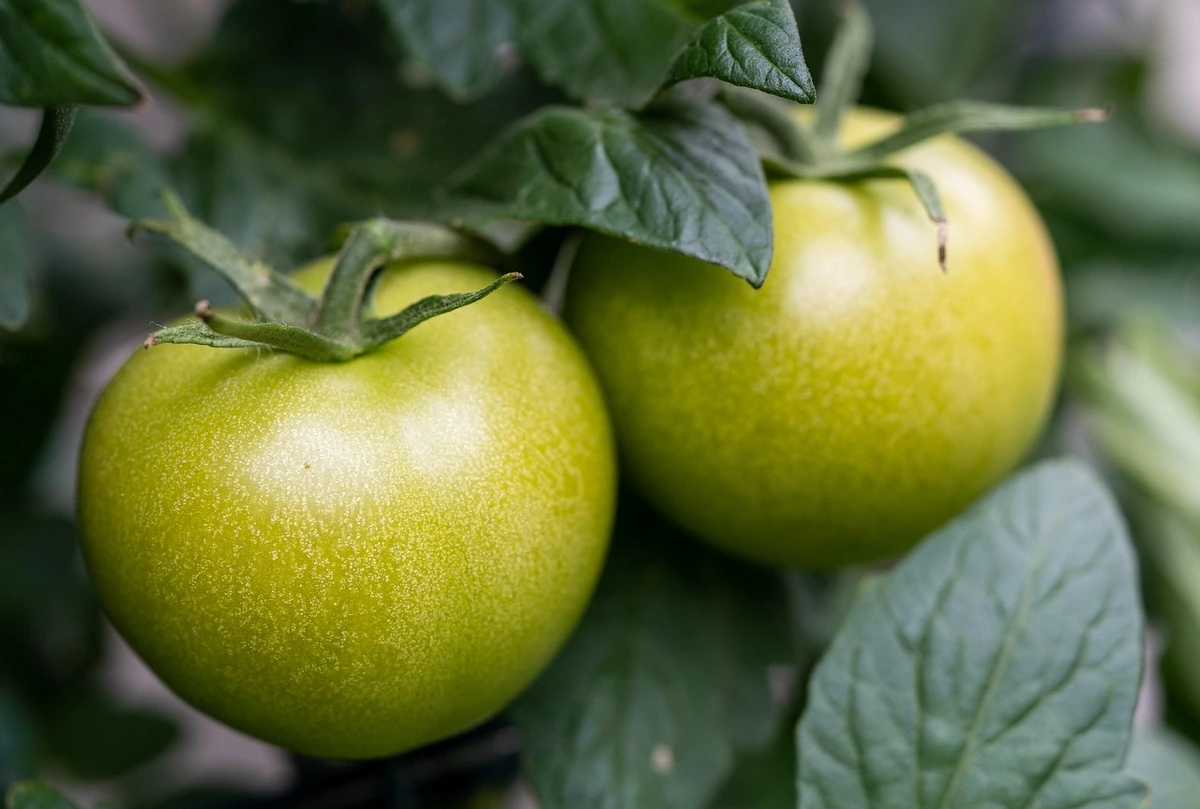 9 maisto produktai, kuriuos reikėtų pašalinti iš savo mitybos po 60 metų: kaip pratęsti sveiką gyvenimą