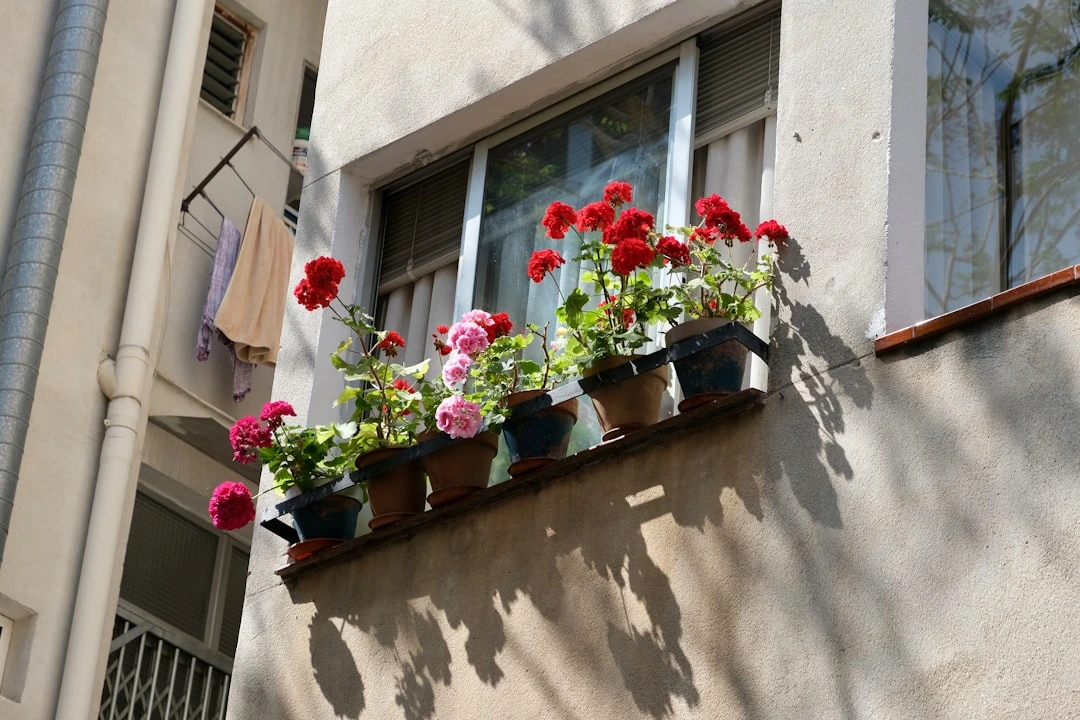 Ką daryti, kad pelargonijos žydėtų ilgiau: priežiūra ir tręšimas antroje vasaros pusėje