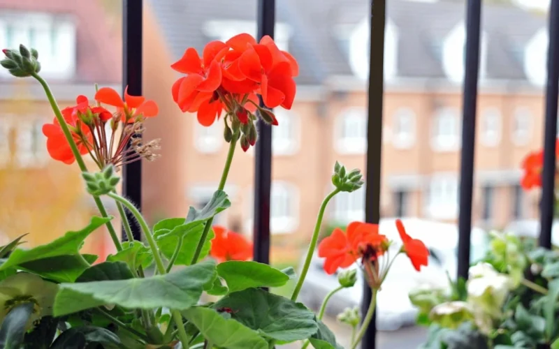 Ką daryti, kad pelargonijos žydėtų ilgiau: priežiūra ir tręšimas antroje vasaros pusėje