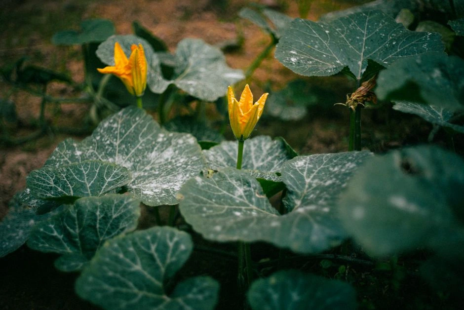Ķirbju lapas izraibinājuši plankumi: kā atšķirt slimību no saules apdeguma