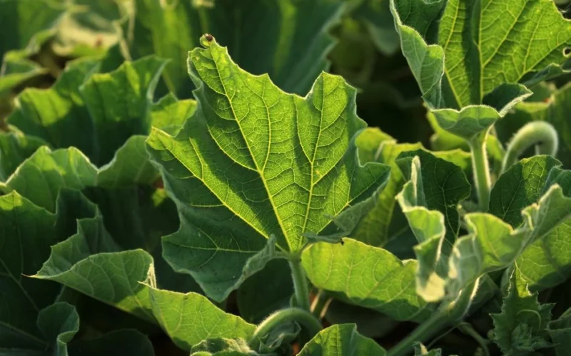 Ķirbju lapas izraibinājuši plankumi: kā atšķirt slimību no saules apdeguma