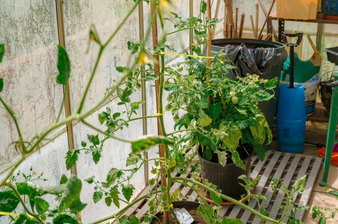 Kaimynas į pomidorų lysvę įsmeigė seną butelį: laistymas tapo beveik savaiminis