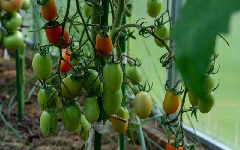 Pomidorai šiltnamyje vos mezgė vaisius – pakeitus vieną dalyką rezultatas netruko pasirodyti