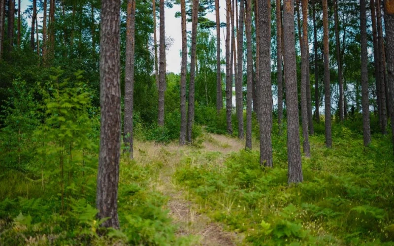 No šādas asinsgrupas ērcēm vienkārši izvairās. Kurš mežā var būt drošībā?