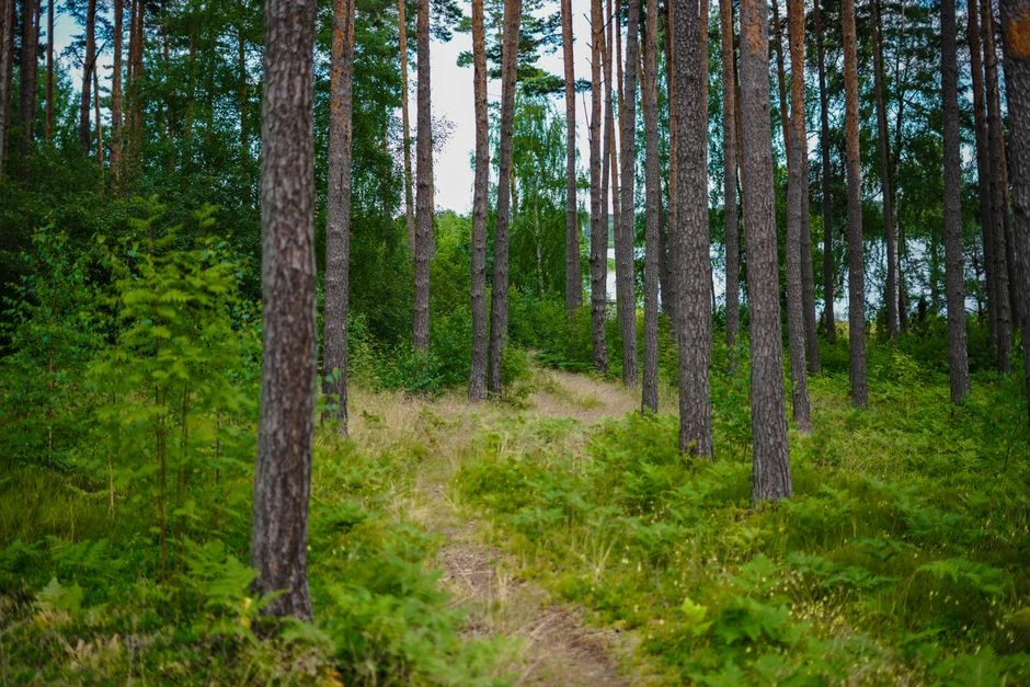 No šādas asinsgrupas ērcēm vienkārši izvairās. Kurš mežā var būt drošībā?