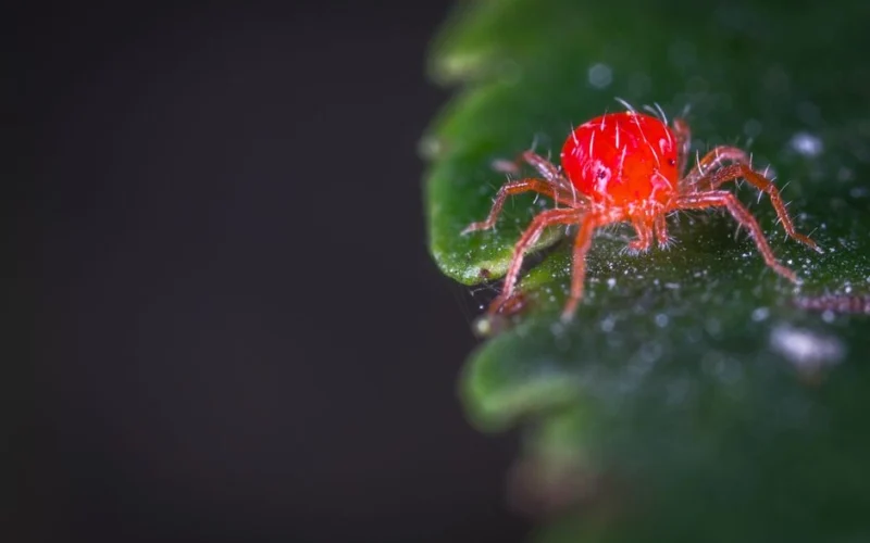 Pamatę šį ženklą ant augalo lapų nedelskite – vėliau išgelbėti jį gali būti gerokai sunkiau