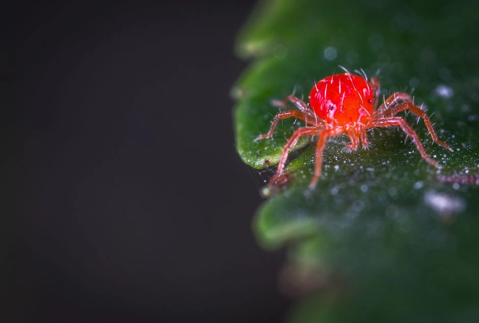 Pamatę šį ženklą ant augalo lapų nedelskite – vėliau išgelbėti jį gali būti gerokai sunkiau