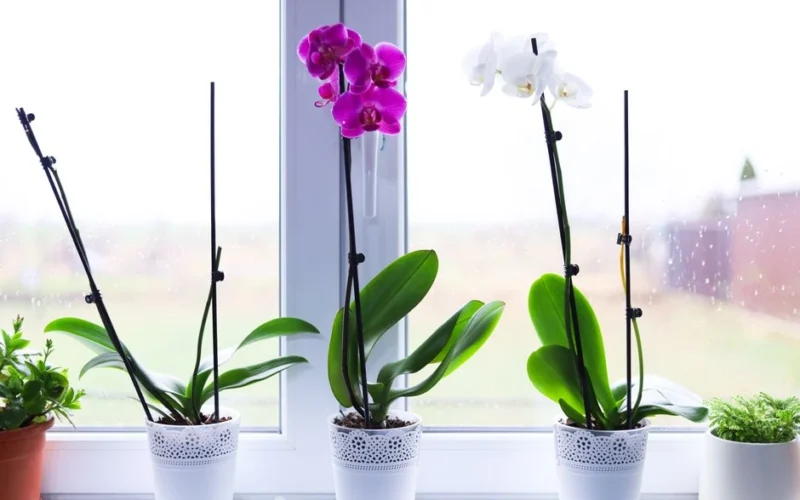 Orchidėja leidžia naujus lapus, bet nežydi: dažnai kalta ne vieta ant palangės