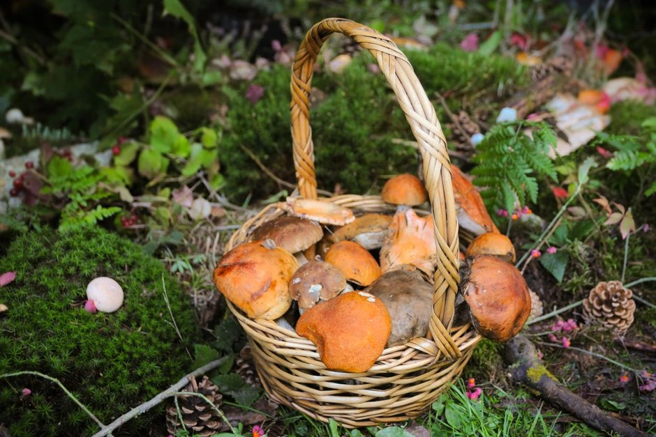 Sēņu grozs pilns, tomēr mājās rodas šaubas: kā atšķirt drošu atradumu