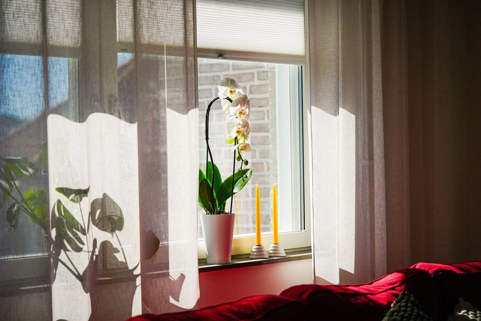 Orchidėjos šaknys kyšo iš vazono: pjauti jas ar palikti ramybėje?