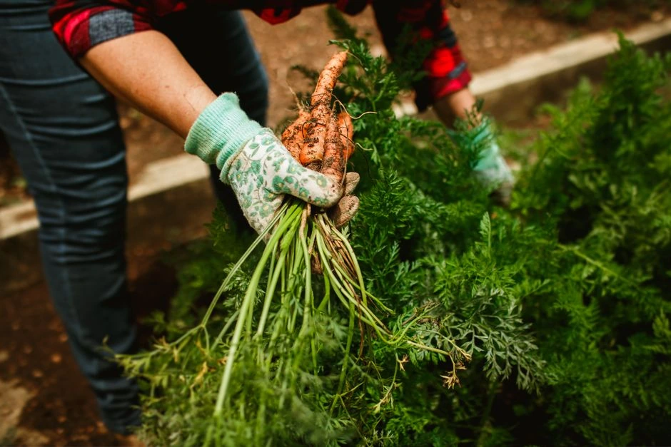 Morkų viršūnės gražios, o išrovus laukia nusivylimas – viena priežastis pasitaiko ypač dažnai