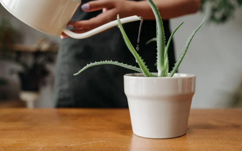 Alvejas lapas uz palodzes ir savītis: kā atšķirt slāpes no pārmērīga mitruma