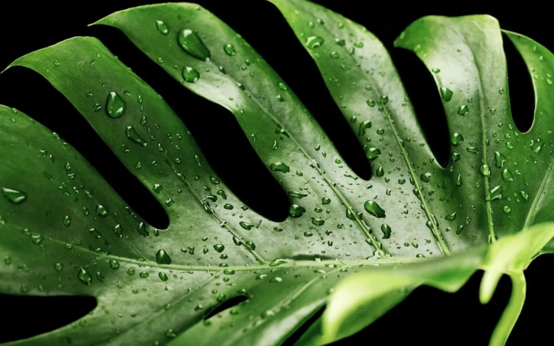 Monstera lapās parādījušies lieli caurumi: kad tā ir laba zīme, bet kad – sauciens pēc palīdzības