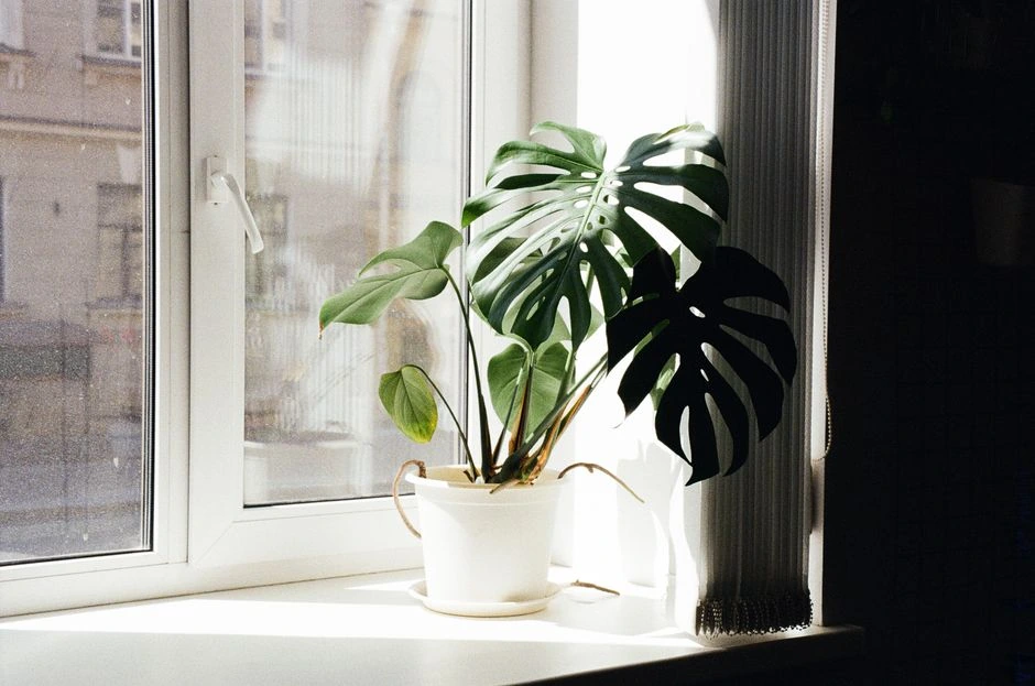 Monstera lapuose atsivėrė didelės skylės: kada tai geras ženklas, o kada – pagalbos šauksmas