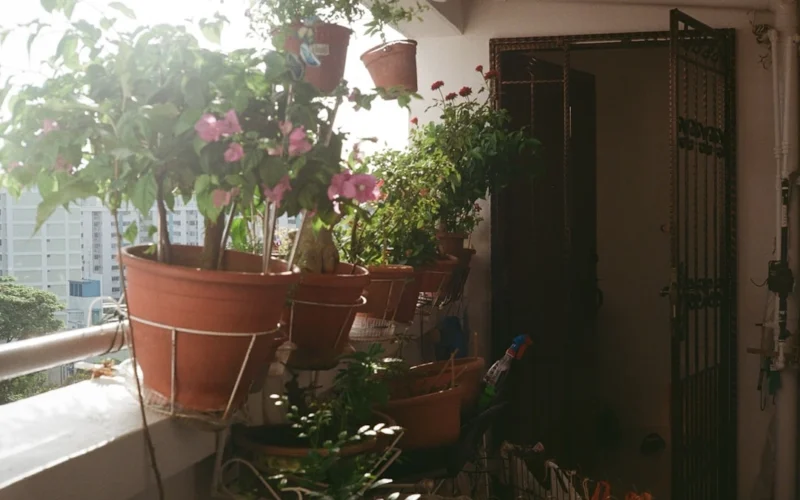 Balkono augalas nustojo augti rugpjūtį: šaknys parodė, ko nepamatė šeimininkė