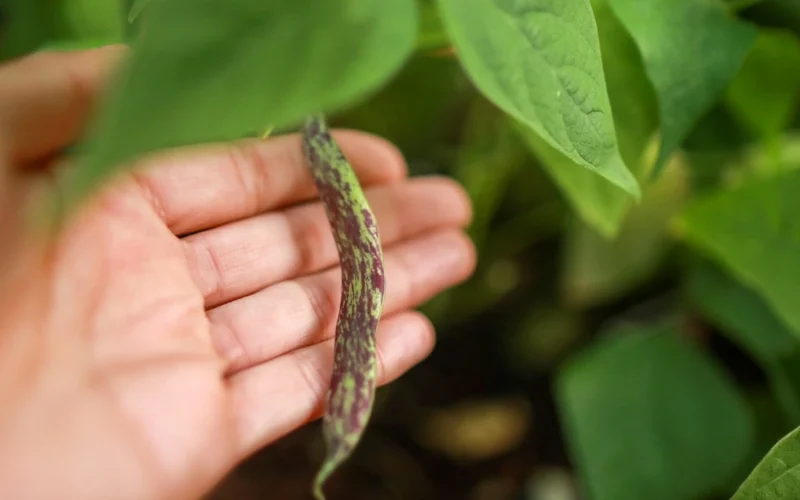 Pupelės ant stiebų džiūsta netolygiai: sodininkas pataria, kurią dieną jas skinti