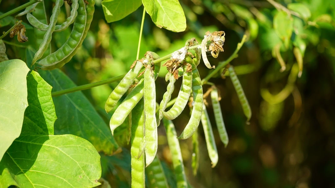 Pupelės ant stiebų džiūsta netolygiai: sodininkas pataria, kurią dieną jas skinti