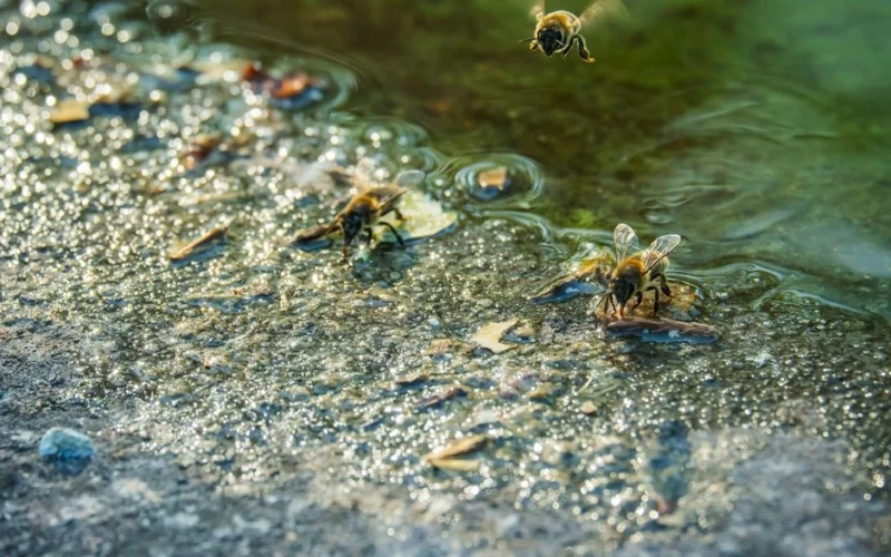 Bites pēkšņi pulcējas pie ūdens bļodas: dārznieks paskaidroja, kā viņām trūkst