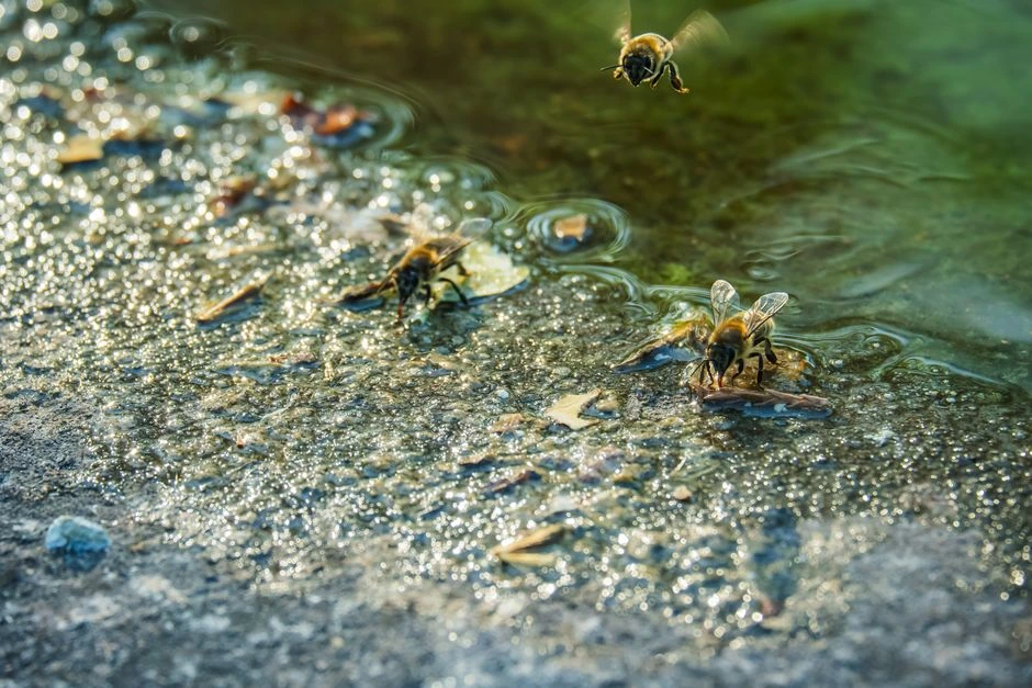 Bites pēkšņi pulcējas pie ūdens bļodas: dārznieks paskaidroja, kā viņām trūkst