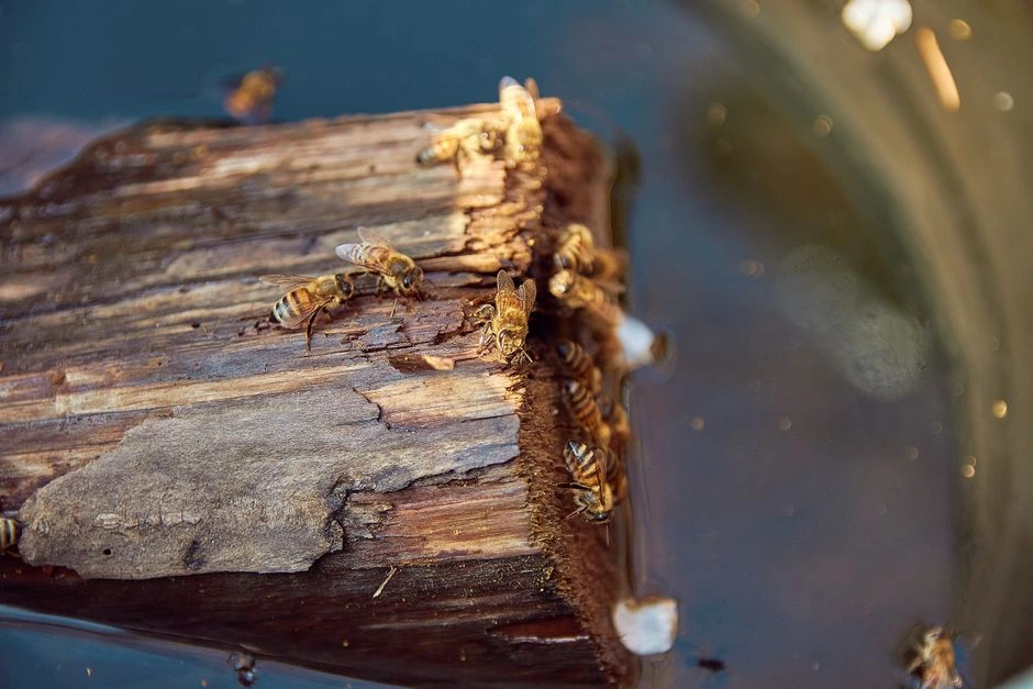 Bites pēkšņi pulcējas pie ūdens bļodas: dārznieks paskaidroja, kā viņām trūkst