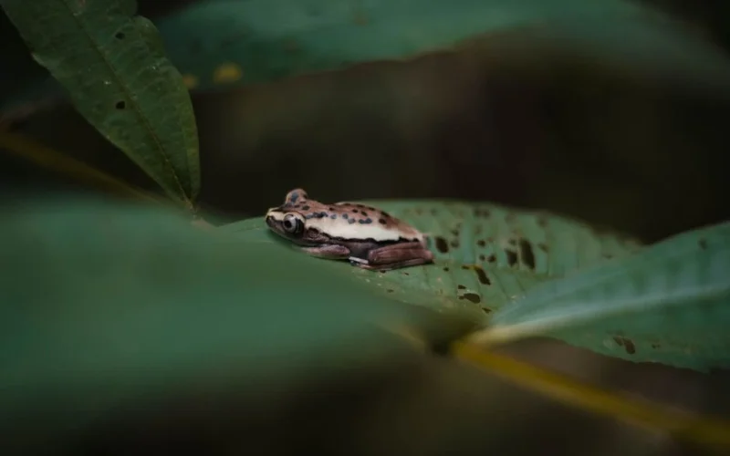 Zinātnieki Madagaskaras meža zemsedzē atklājuši septiņas līdz šim nezināmas varžu sugas