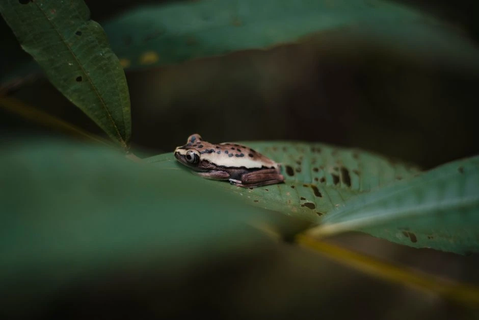 Zinātnieki Madagaskaras meža zemsedzē atklājuši septiņas līdz šim nezināmas varžu sugas