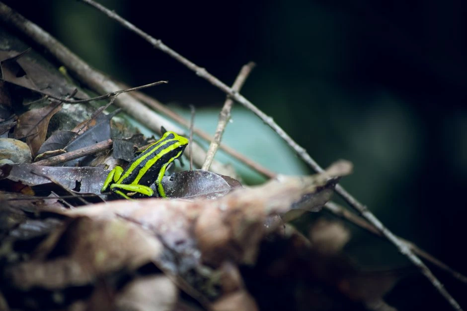 Zinātnieki Madagaskaras meža zemsedzē atklājuši septiņas līdz šim nezināmas varžu sugas